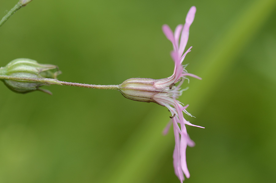 Lychnis flos-cuculi / Crotonella Fior di cuculo